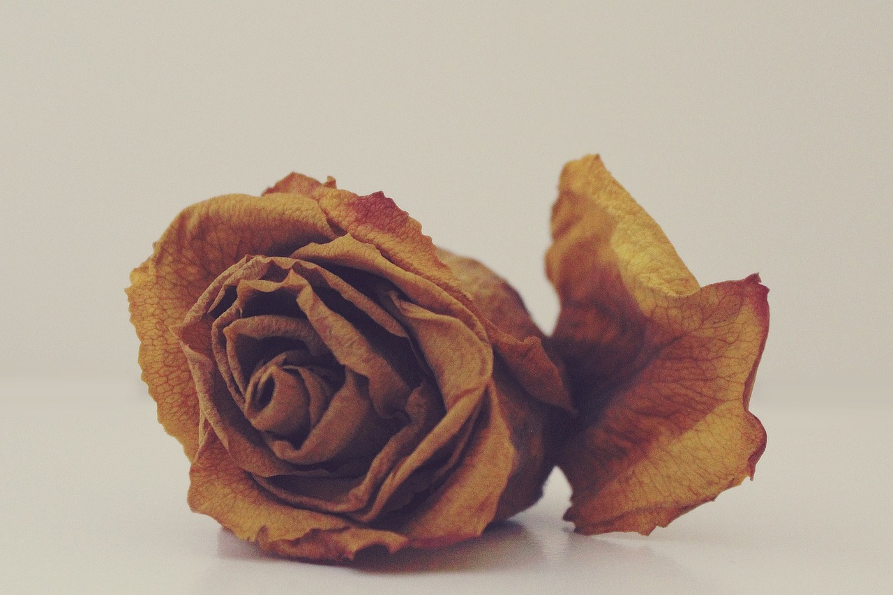5 způsobů, jak sušit růže