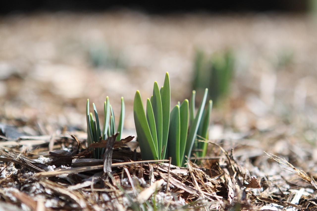 Jak chránit rostliny před mrazem: 7 tipů pro zahradníky